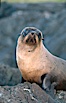 Galapagos fur seal. James Island, Galapagos Islands, Ecuador. Image #02245