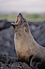 Galapagos fur seal. James Island, Galapagos Islands, Ecuador. Image #02246