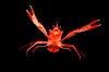 Pelagic red tuna crab, open ocean. San Diego, California, USA. Image #02247
