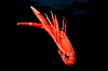 Pelagic red tuna crab, open ocean. San Diego, California, USA. Image #02248