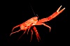 Pelagic red tuna crab, open ocean. San Diego, California, USA. Image #02249
