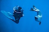 California sea lion and diver consider each other, underwater in the clear ocean water of Guadalupe Island. Guadalupe Island (Isla Guadalupe), Baja California, Mexico. Image #02251