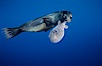 Galapagos sea lion playing with puffer fish. Cousins, Galapagos Islands, Ecuador. Image #02252