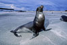 Galapagos sea lion. Mosquera Island, Galapagos Islands, Ecuador. Image #02261