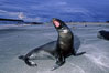 Galapagos sea lion. Mosquera Island, Galapagos Islands, Ecuador. Image #02262