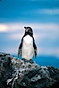 Galapagos penguin at sunset. Bartolome Island, Galapagos Islands, Ecuador. Image #02267