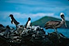 Galapagos penguin and brown pelican. James Island, Galapagos Islands, Ecuador. Image #02268