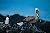 Galapagos penguin and brown pelican. James Island, Galapagos Islands, Ecuador. Image #02269