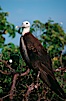 Magnificent frigatebird (note blue eye ring), juvenile. North Seymour Island, Galapagos Islands, Ecuador. Image #02270