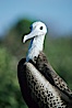 Magnificent frigatebird (note blue eye ring), juvenile. North Seymour Island, Galapagos Islands, Ecuador. Image #02271