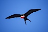 Great frigate bird (note green scapular feathers), adult male. North Seymour Island, Galapagos Islands, Ecuador. Image #02272