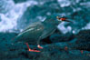 Lava heron captures Sally lightfoot crab at oceans edge. Galapagos Islands, Ecuador. Image #02276