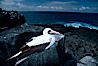 Nazca booby, Punta Suarez. Hood Island, Galapagos Islands, Ecuador. Image #02281