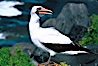 Nazca booby, Punta Suarez. Hood Island, Galapagos Islands, Ecuador. Image #02282