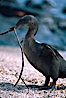 Flightless cormorant, Punta Espinosa. Fernandina Island, Galapagos Islands, Ecuador. Image #02283
