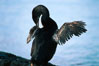 Flightless cormorant, Punta Espinosa. Fernandina Island, Galapagos Islands, Ecuador. Image #02284
