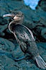 Flightless cormorant, Punta Espinosa. Fernandina Island, Galapagos Islands, Ecuador. Image #02285