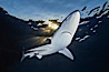 A blue shark swims through the open ocean in search of prey, backlit by the sunset. San Diego, California, USA. Image #02286