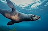 Guadalupe fur seal, Islas San Benito. San Benito Islands (Islas San Benito), Baja California, Mexico. Image #02298