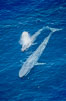Two blue whales, a mother and her calf, swim through the open ocean in this aerial photograph.  The calf is blowing (spouting, exhaling) with a powerful column of spray.  The blue whale is the largest animal ever to live on Earth. San Diego, California, USA. Image #02304