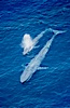 Two blue whales, a mother and her calf, swim through the open ocean in this aerial photograph.  The calf is blowing (spouting, exhaling) with a powerful column of spray.  The blue whale is the largest animal ever to live on Earth. San Diego, California, USA. Image #02304