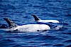 Rissos dolphin surfacing with eye showing. Note distinguishing and highly variable skin and dorsal fin patterns, characteristic of this species. White scarring, likely caused by other Risso dolphins teeth, accumulates during the dolphins life so that adult Rissos dolphins are almost entirely white.  San Diego. San Diego, California, USA. Image #02314