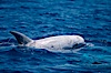 Rissos dolphin surfacing with eye showing. Note distinguishing and highly variable skin and dorsal fin patterns, characteristic of this species. White scarring, likely caused by other Risso dolphins teeth, accumulates during the dolphins life so that adult Rissos dolphins are almost entirely white.  San Diego. San Diego, California, USA. Image #02315