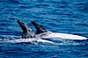 Rissos dolphins surfacing showing dorsal fins. Note distinguishing and highly variable skin and dorsal fin patterns, characteristic of this species. White scarring, likely caused by other Risso dolphins teeth, accumulates during the dolphins life so that adult Rissos dolphins are almost entirely white.  San Diego. San Diego, California, USA. Image #02316