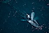 Fin whale. Image #02317