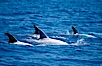 Rissos dolphins surfacing showing dorsal fins. Note distinguishing and highly variable skin and dorsal fin patterns, characteristic of this species. White scarring, likely caused by other Risso dolphins teeth, accumulates during the dolphins life so that adult Rissos dolphins are almost entirely white.  San Diego. San Diego, California, USA. Image #02318