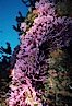Hydrocoral, Farnsworth Bank. Catalina Island, California, USA. Image #02337
