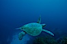 Green sea turtle, Islas San Benito. San Benito Islands (Islas San Benito), Baja California, Mexico. Image #02341