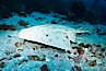 Angel shark, Islas San Benito. San Benito Islands (Islas San Benito), Baja California, Mexico. Image #02342