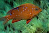 Juvenile garibaldi in motion. Catalina Island, California, USA. Image #02343