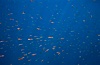Pelagic red tuna crabs, Coronado Islands. Coronado Islands (Islas Coronado), Coronado Islands, Baja California, Mexico. Image #02353