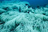 Surf grass. Guadalupe Island (Isla Guadalupe), Baja California, Mexico. Image #02394