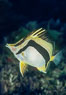 Scythe-marked butterflyfish. Guadalupe Island (Isla Guadalupe), Baja California, Mexico. Image #02397