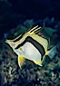 Scythe-marked butterflyfish. Guadalupe Island (Isla Guadalupe), Baja California, Mexico. Image #02397