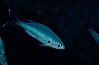 Swallowtail damselfish. Guadalupe Island (Isla Guadalupe), Baja California, Mexico. Image #02399