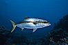 North Pacific Yellowtail. Guadalupe Island (Isla Guadalupe), Baja California, Mexico. Image #02404