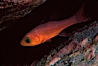 Guadalupe cardinalfish. Guadalupe Island (Isla Guadalupe), Baja California, Mexico. Image #02405