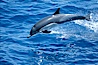 Common dolphin. San Diego, California, USA. Image #02408