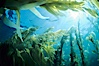 A kelp forest, with sunbeams passing through kelp fronds.  Giant kelp, the fastest growing plant on Earth, reaches from the rocky bottom to the ocean's surface like a terrestrial forest. San Clemente Island, California, USA. Image #02411