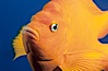 The bright orange garibaldi fish, California's state marine fish, is also clownlike in appearance. California, USA. Image #02416