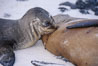 Galapagos sea lion pup nursing. Sombrero Chino, Galapagos Islands, Ecuador. Image #02427