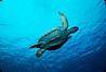 Green sea turtle. Galapagos Islands, Ecuador. Image #02428