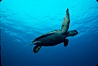 Green sea turtle. Galapagos Islands, Ecuador. Image #02429