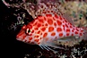 Coral hawkfish. Wolf Island, Galapagos Islands, Ecuador. Image #02433