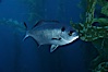 Half-moon perch. Santa Barbara Island, California, USA. Image #02434