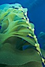 Kelp frond showing pneumatocysts. Santa Barbara Island, California, USA. Image #02435